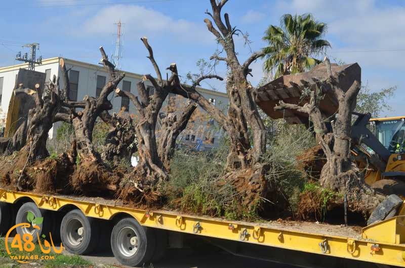 hadm ramla zatoen (4).JPG